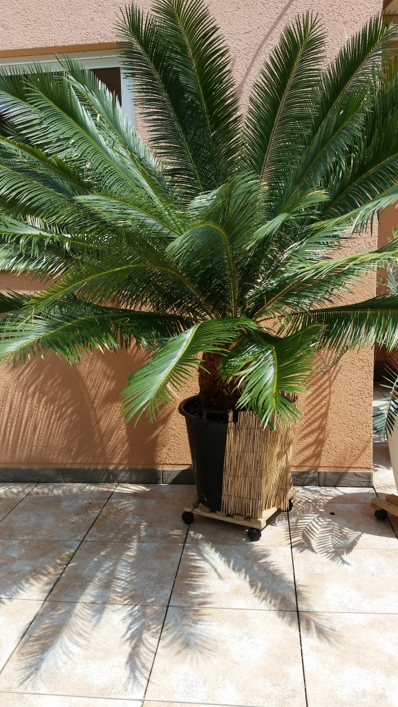Cycas panzhihuaensis CycadeenBlog
