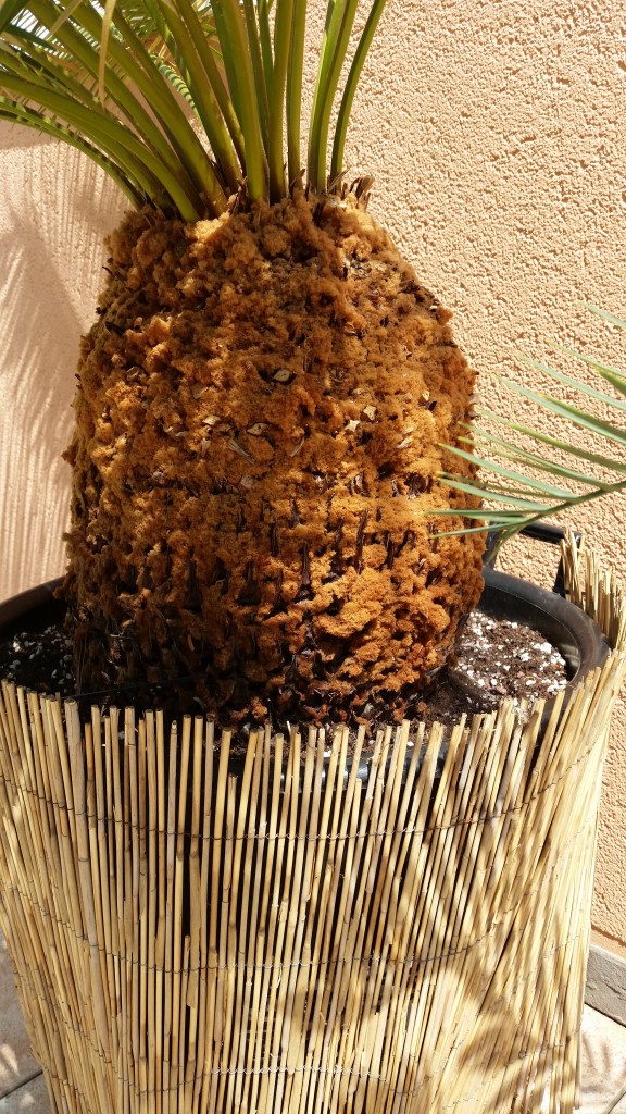 Cycas panzhihuaensis CycadeenBlog