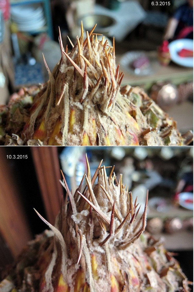 Cycas revoluta ohne Wurzeln und Blätter CycadeenBlog