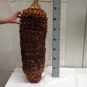 Cycas revoluta 60-70cm trunk